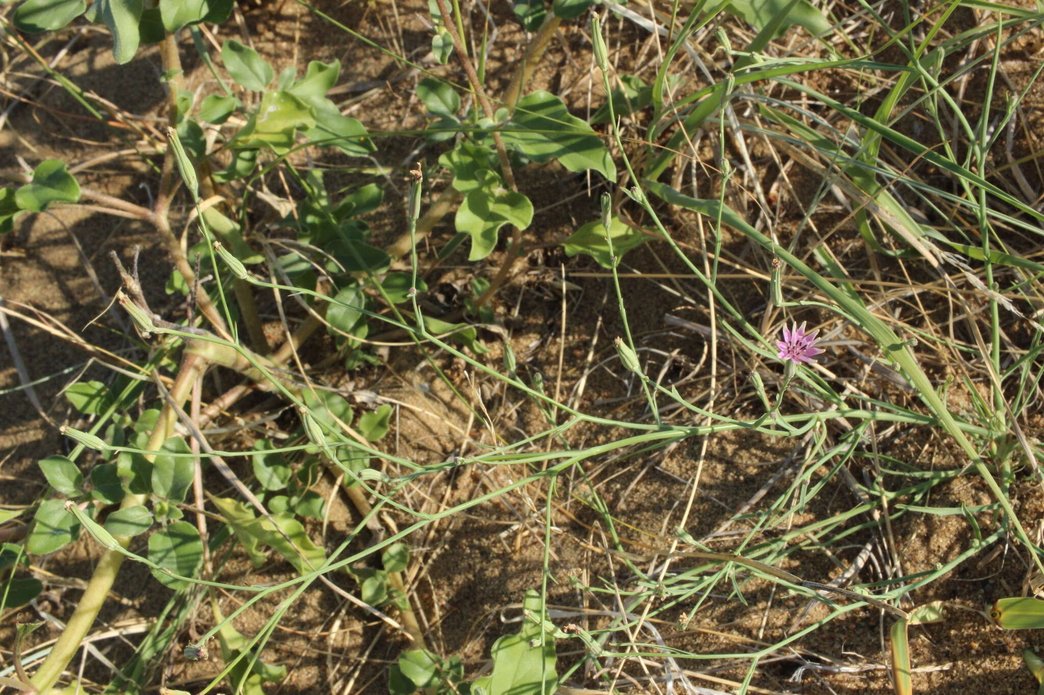 Image of beaked skeletonweed