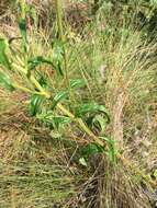 Imagem de Eupatorium petaloideum Britt.