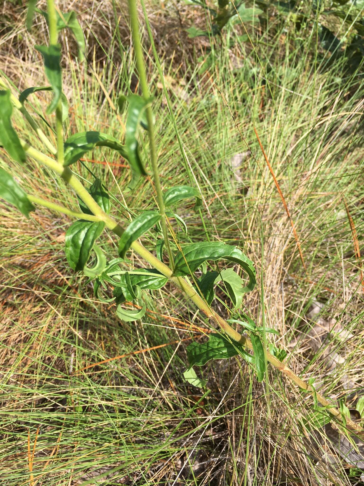 Eupatorium petaloideum Britt. resmi