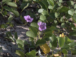 Ipomoea pes-caprae (L.) R. Brown resmi