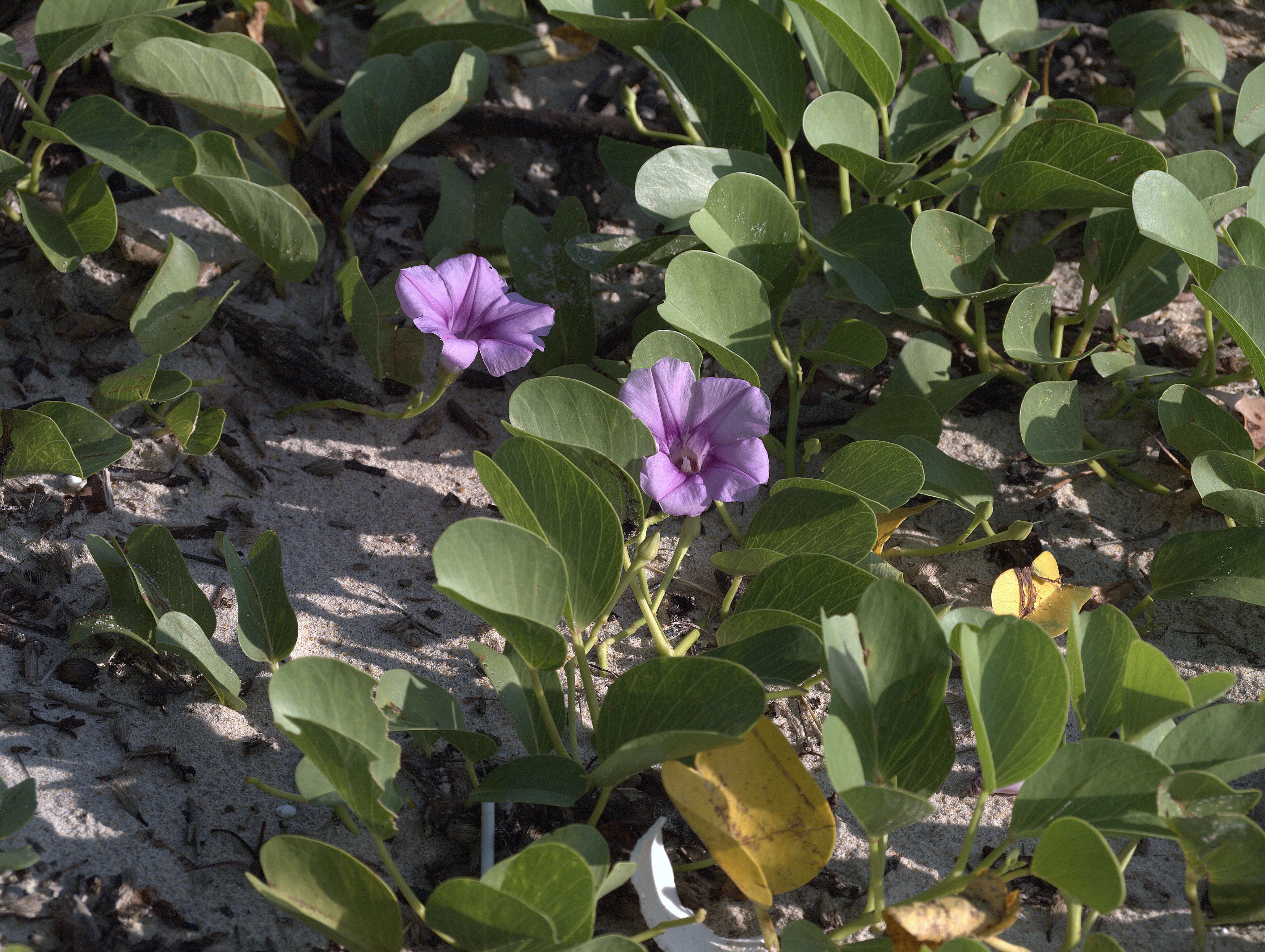 Ipomoea pes-caprae (L.) R. Brown resmi