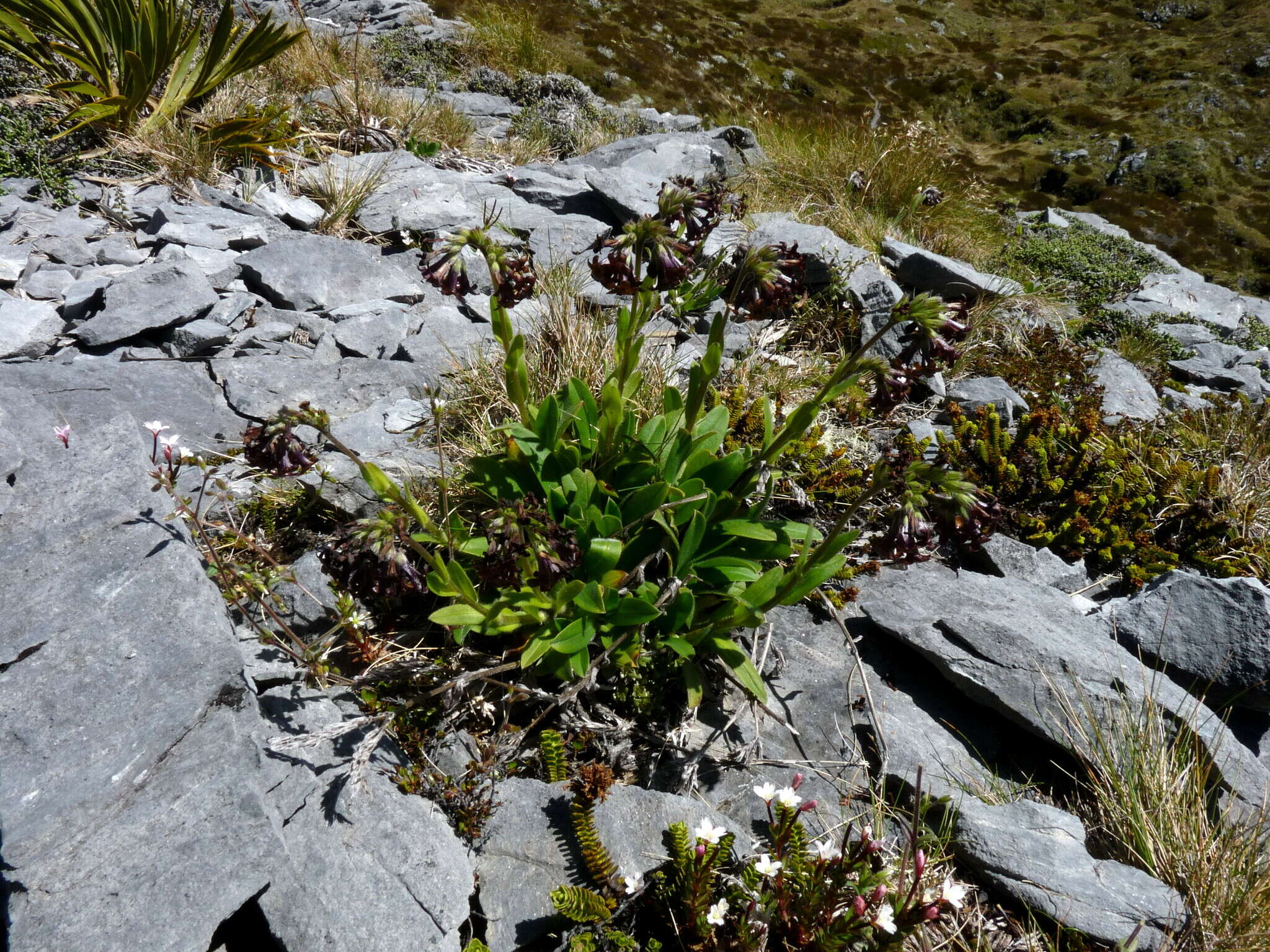 Image of Myosotis macrantha (Hook. fil.) Benth. & Hook. fil.