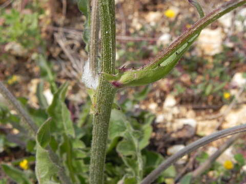 Image of beaked hawksbeard