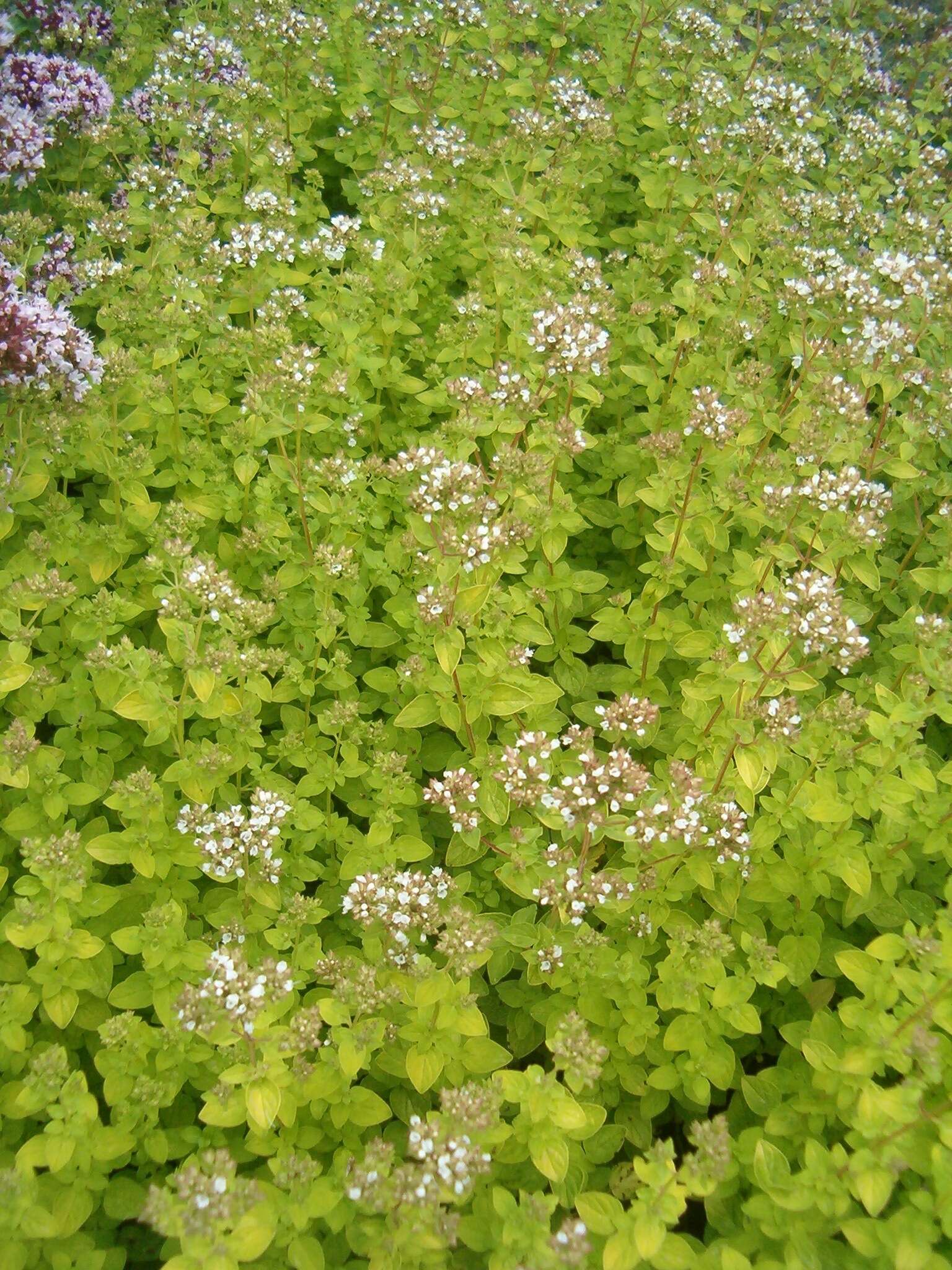 Image of oregano