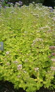 Image of oregano