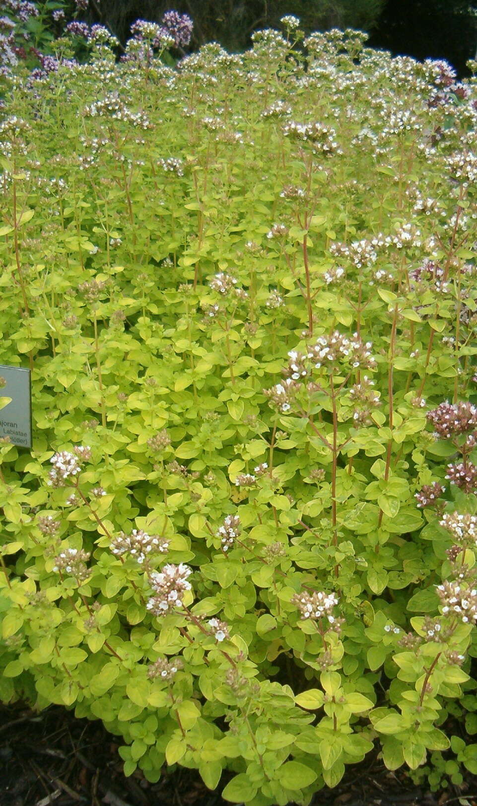 Image of oregano