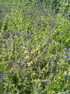 Imagem de Salvia coahuilensis Fernald