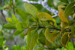 Image de Phoradendron rubrum (L.) Griseb. ex Eichl.