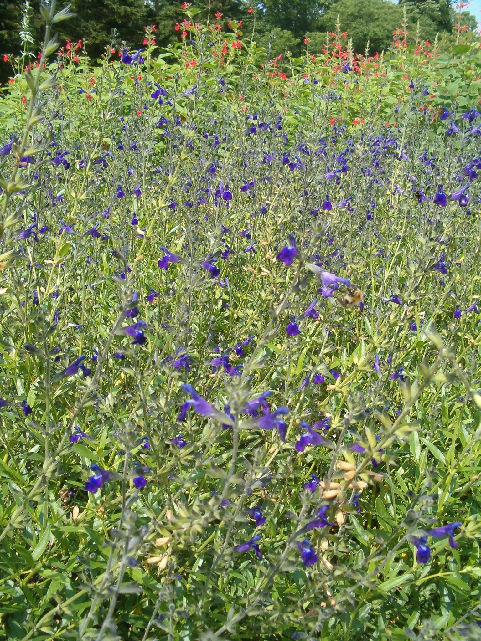 Imagem de Salvia coahuilensis Fernald