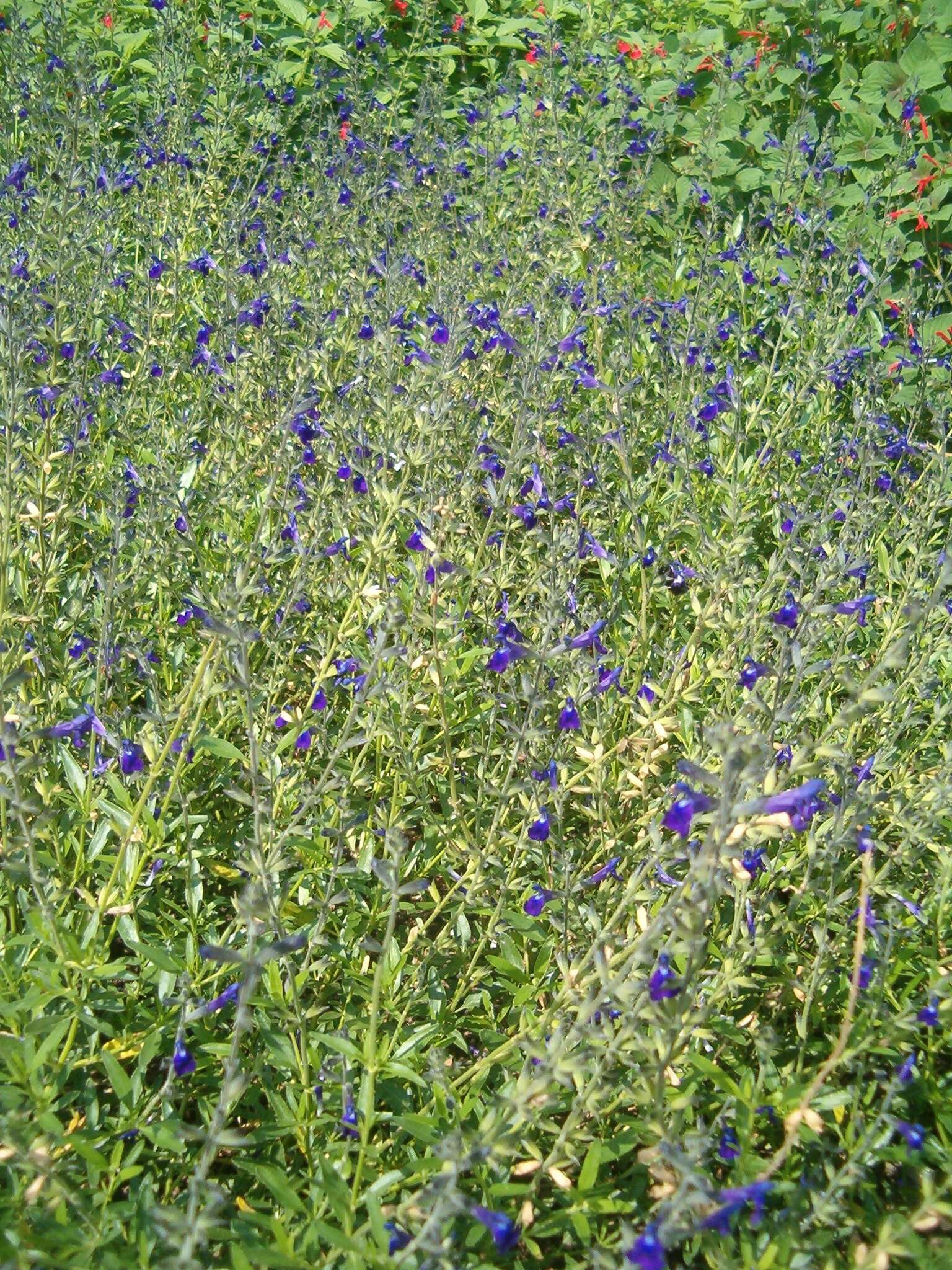 Imagem de Salvia coahuilensis Fernald