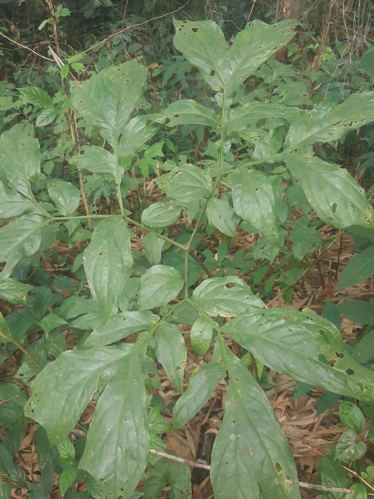 Image of Anchomanes difformis (Blume) Engl.