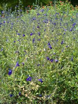 Imagem de Salvia coahuilensis Fernald