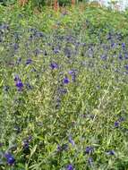 Imagem de Salvia coahuilensis Fernald