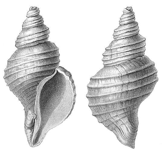 Image of Neptunea despecta (Linnaeus 1758)