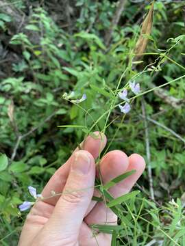 Imagem de Vicia acutifolia Elliott