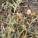 Image of buttongrass