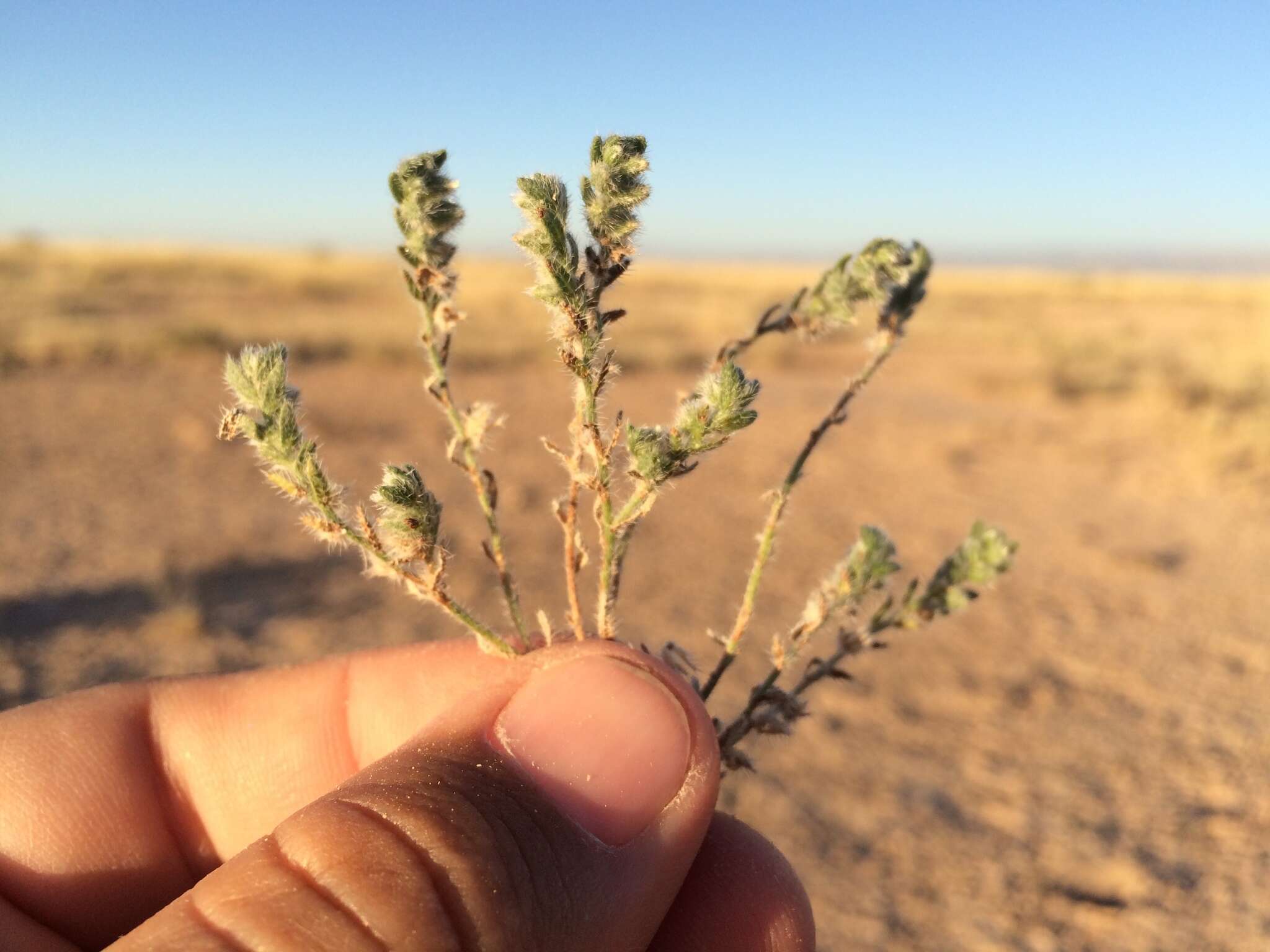 Слика од Cryptantha albida (Kunth) I. M. Johnst.