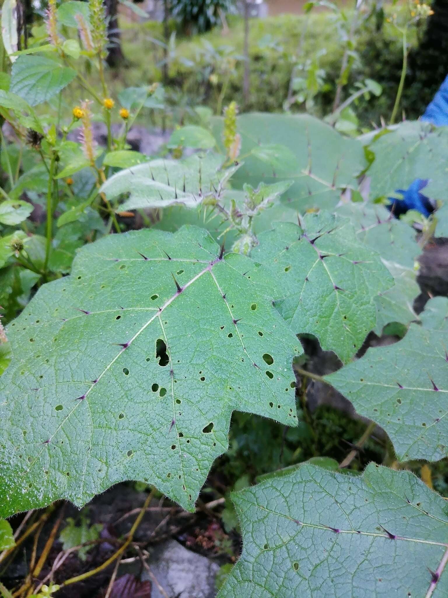 صورة Solanum myriacanthum Dun.