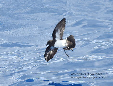 Image of White-bellied Storm Petrel