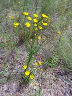 صورة Chrysopsis linearifolia var. dressii (Semple) D. B. Ward