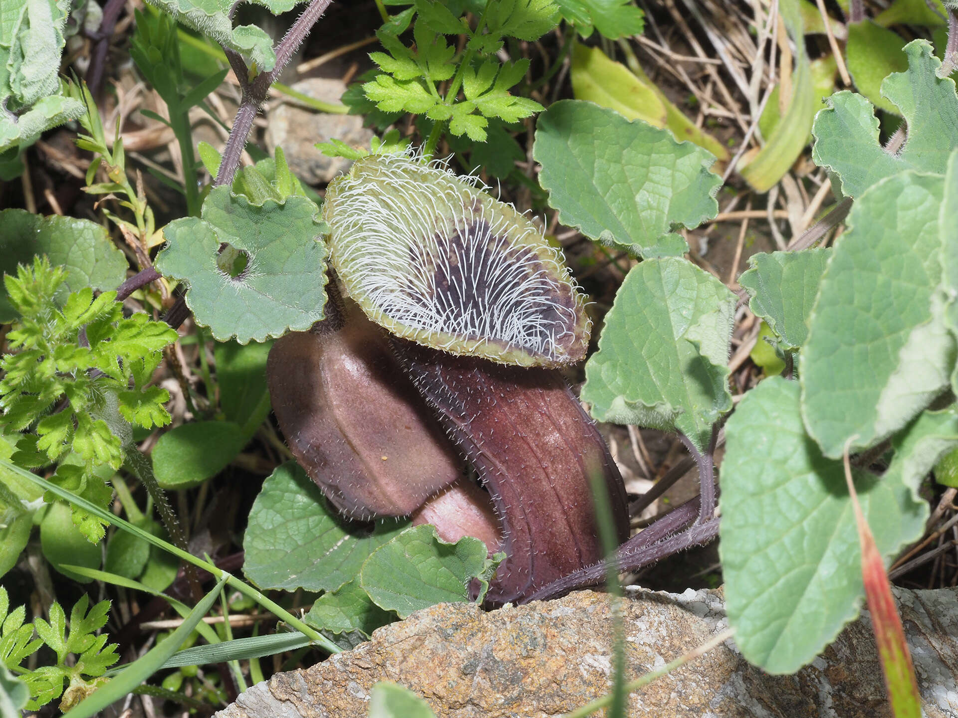 Plancia ëd Aristolochia cretica Lam.