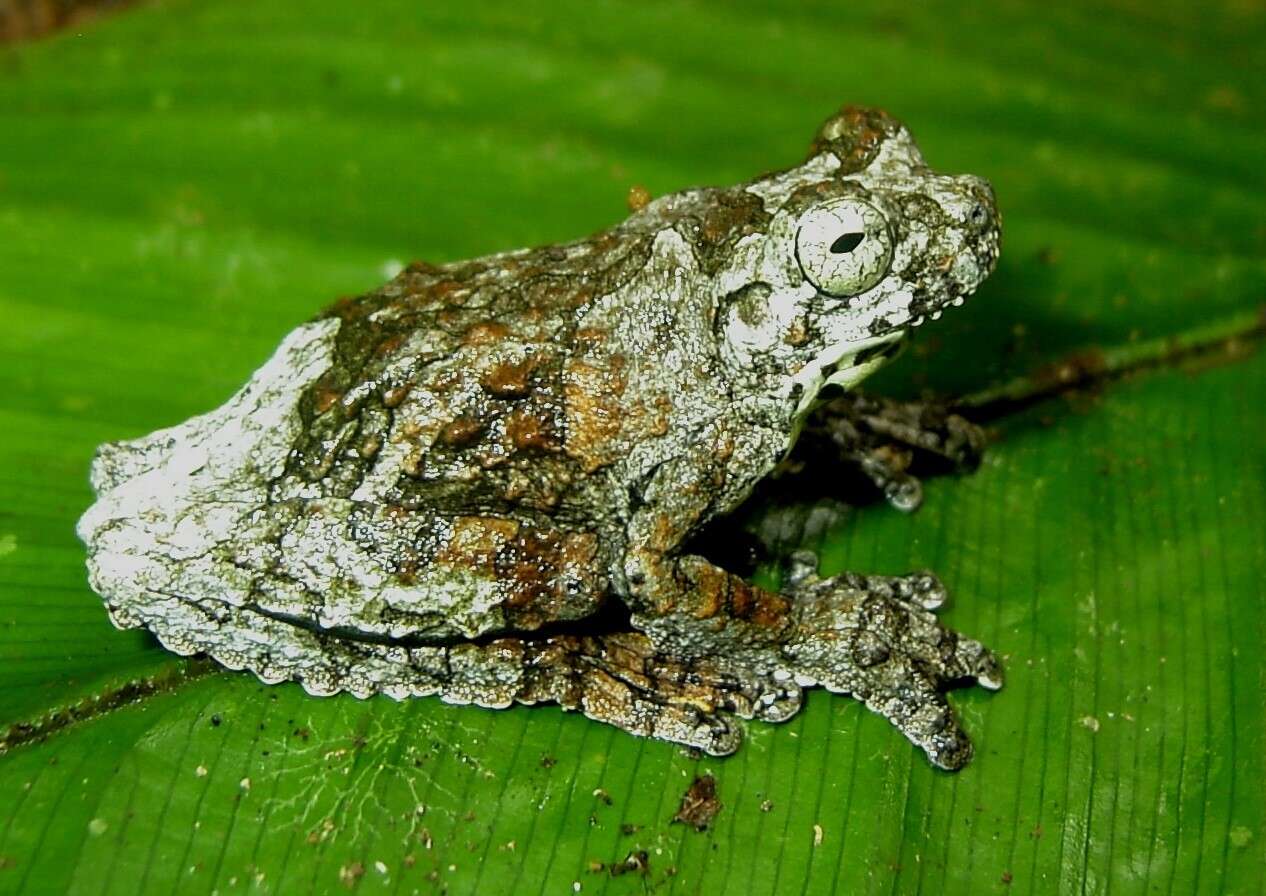 Imagem de Dendropsophus marmoratus (Laurenti 1768)