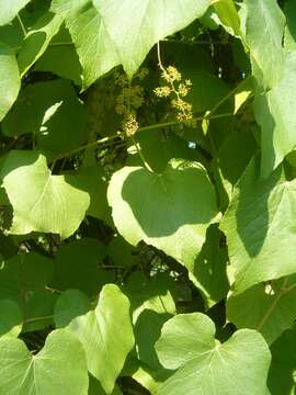 Imagem de Vitis cinerea Engelm. ex Millardet