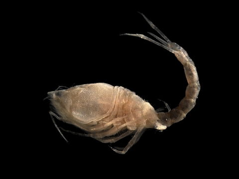 Image of <i>Diastylis laevis</i> Norman 1869