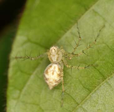 Image of Oxyopes longispinosus Lawrence 1938