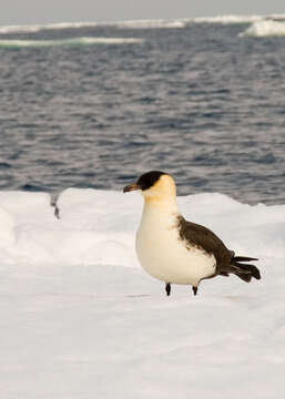 Image of Pomarine Jaeger