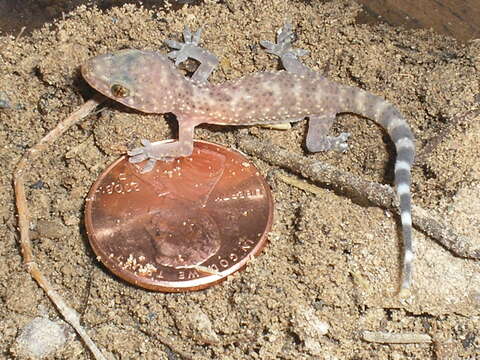 Image of Common House Gecko