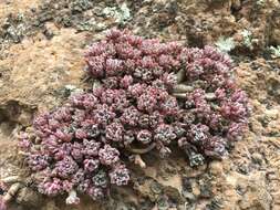 Image of Graptopetalum pachyphyllum Rose