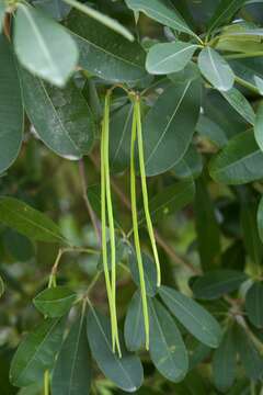 Plancia ëd Alstonia scholaris (L.) R. Br.