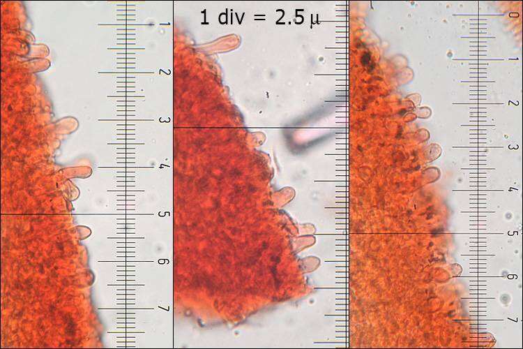 Image of Tectella