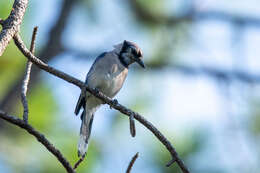 Image of Cyanocitta cristata semplei Todd 1928