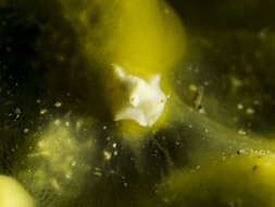Image of Enotepteron Minichev 1967