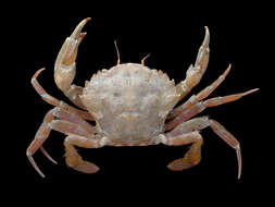 صورة Liocarcinus navigator (Herbst 1794)