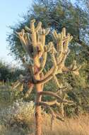 Image of teddybear cholla