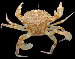 Image of marbled swimming crab