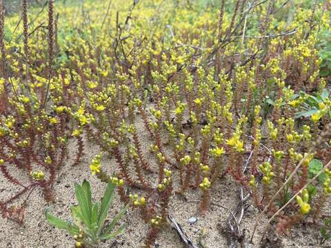 Image of Sedum japonicum subsp. uniflorum H. Ohba