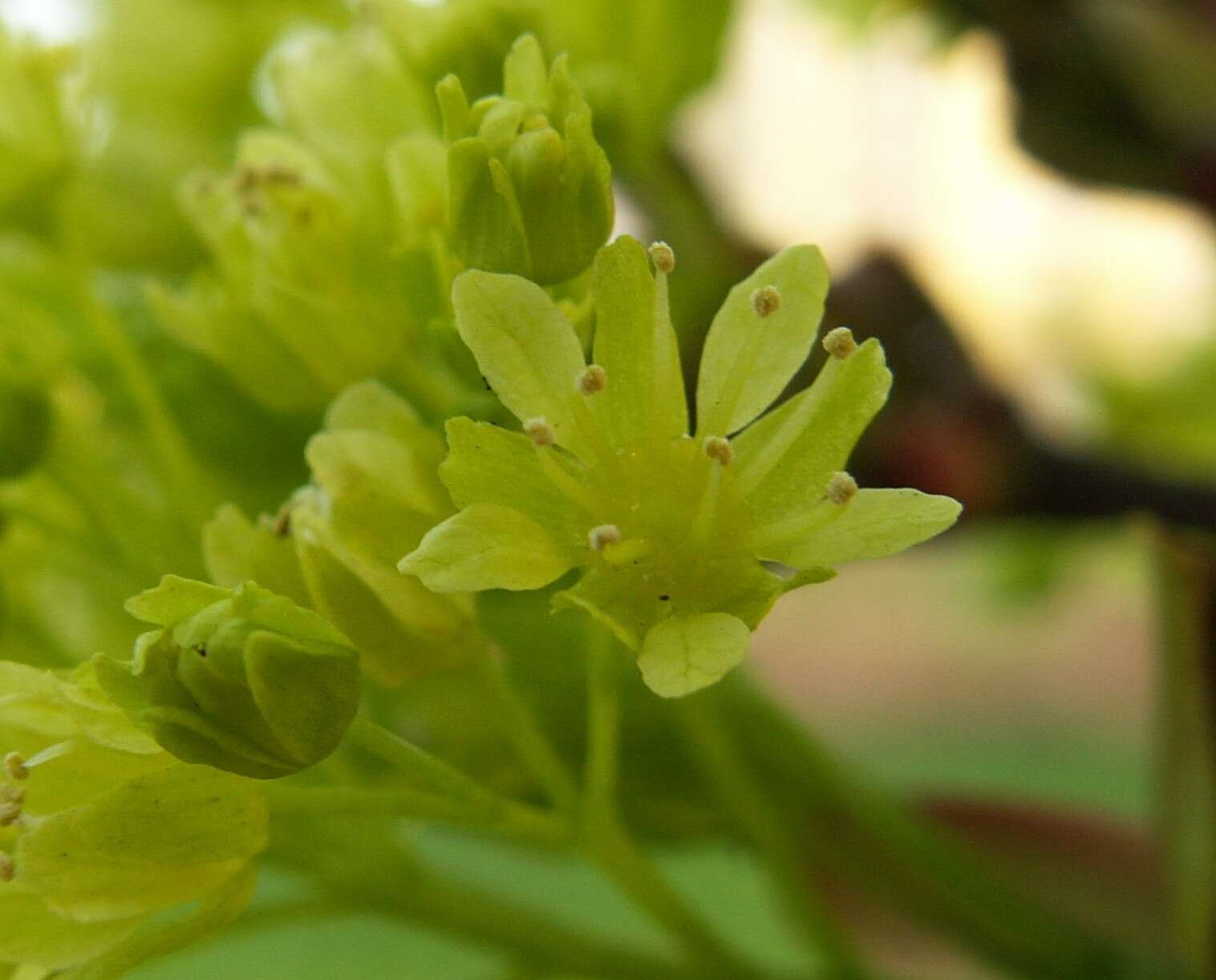 Image of Norway Maple