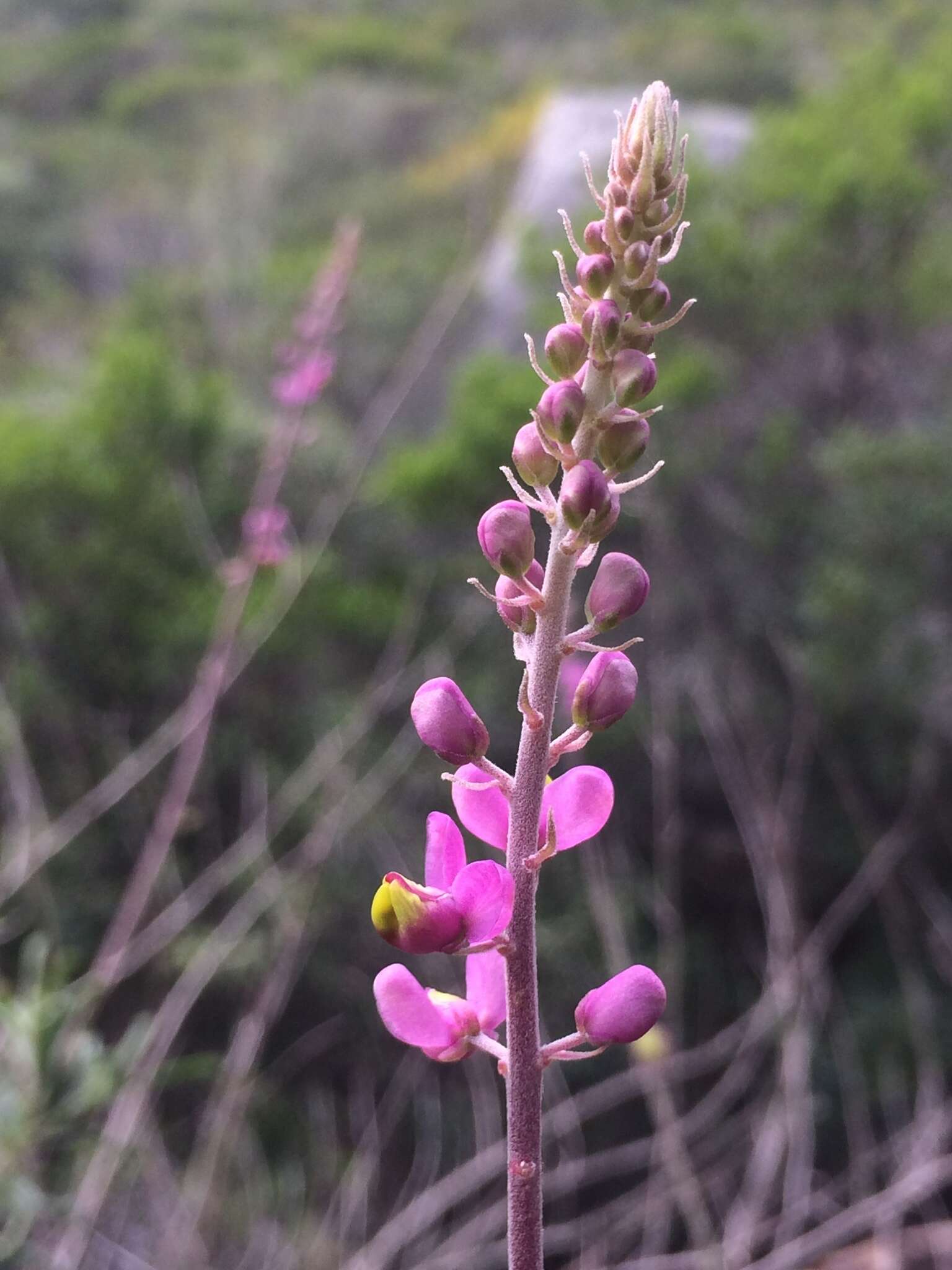 Image of Monnina cuneata A. St.-Hil.
