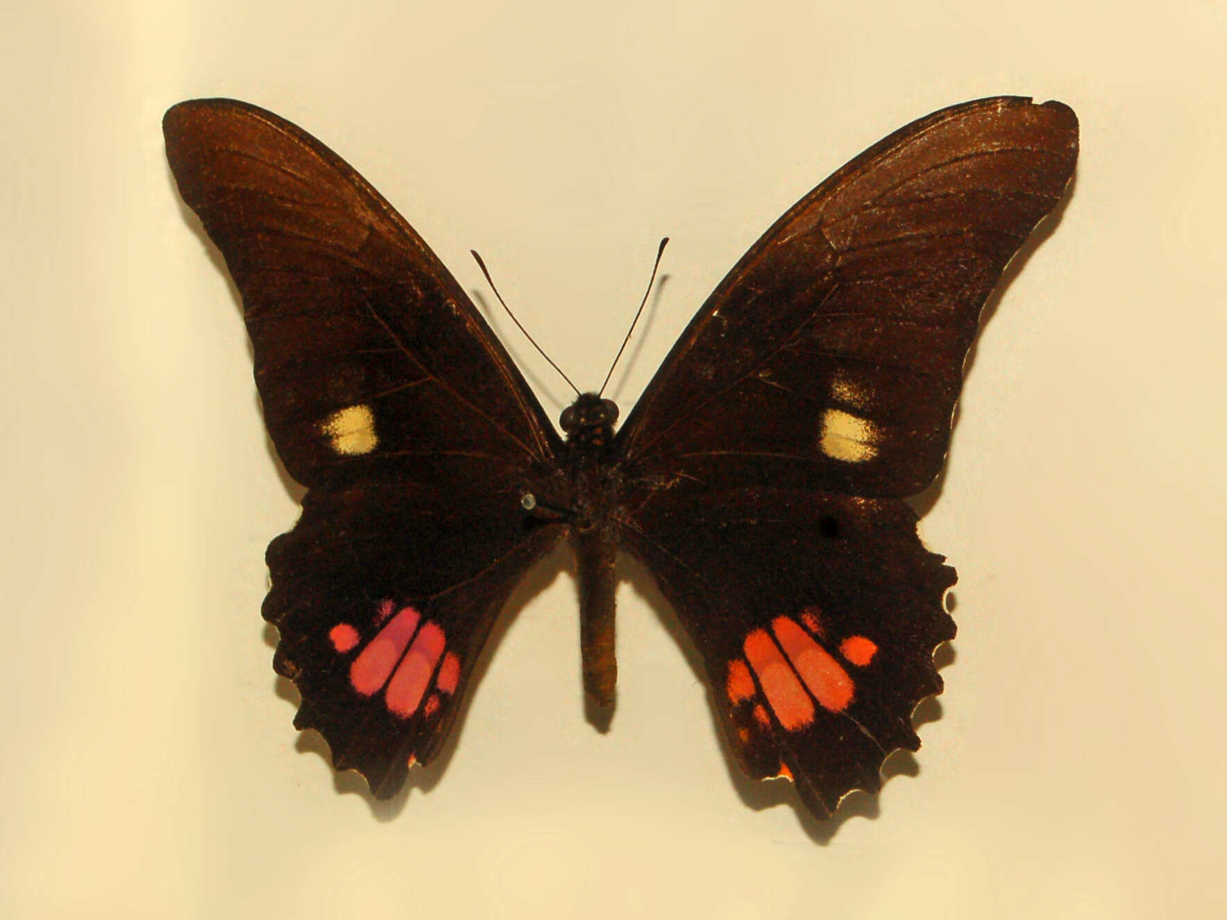 Image de Papilio anchisiades Esper 1788