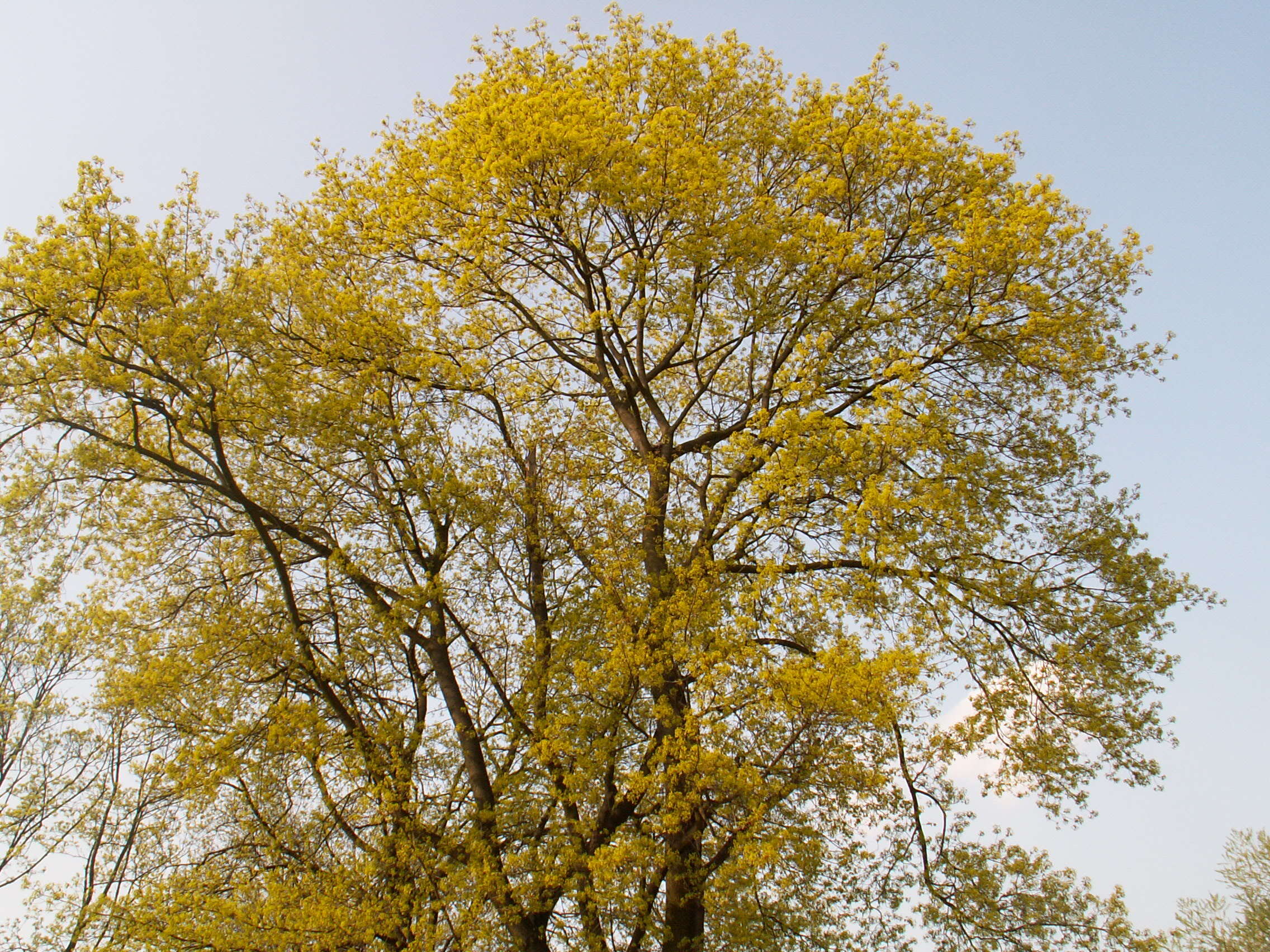 Image of Norway Maple