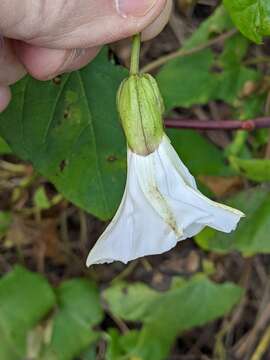 Image of Calystegia lucana (Ten.) G. Don fil.