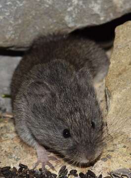 Image of European Snow Vole