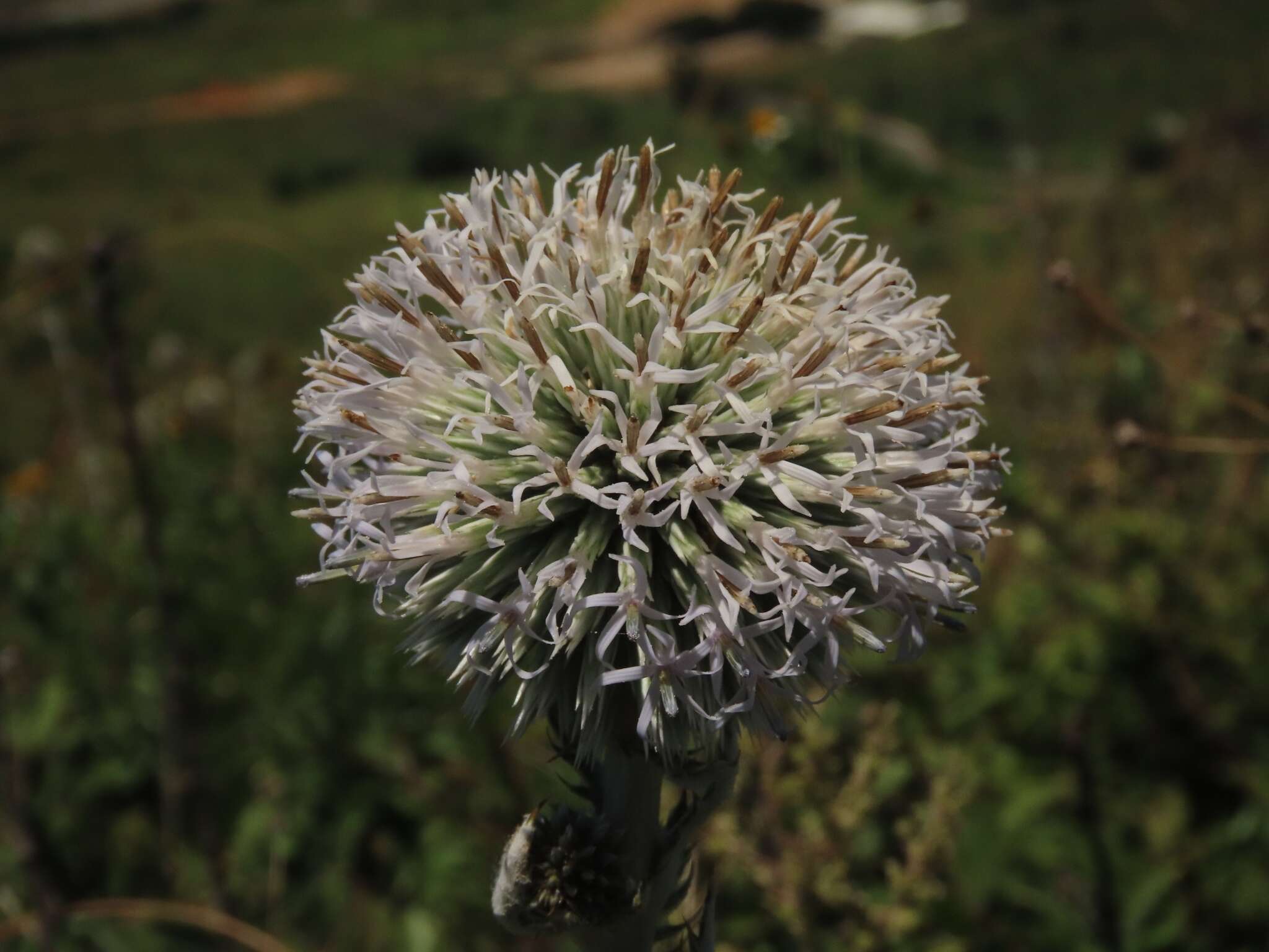 Image of Echinops grijsii Hance