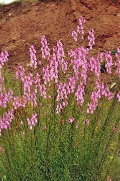 Plancia ëd Antirrhinum controversum Pau