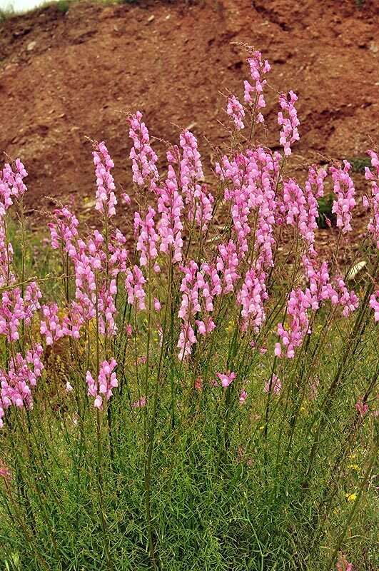 Image of Antirrhinum controversum Pau