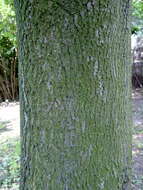 Image of Norway Maple